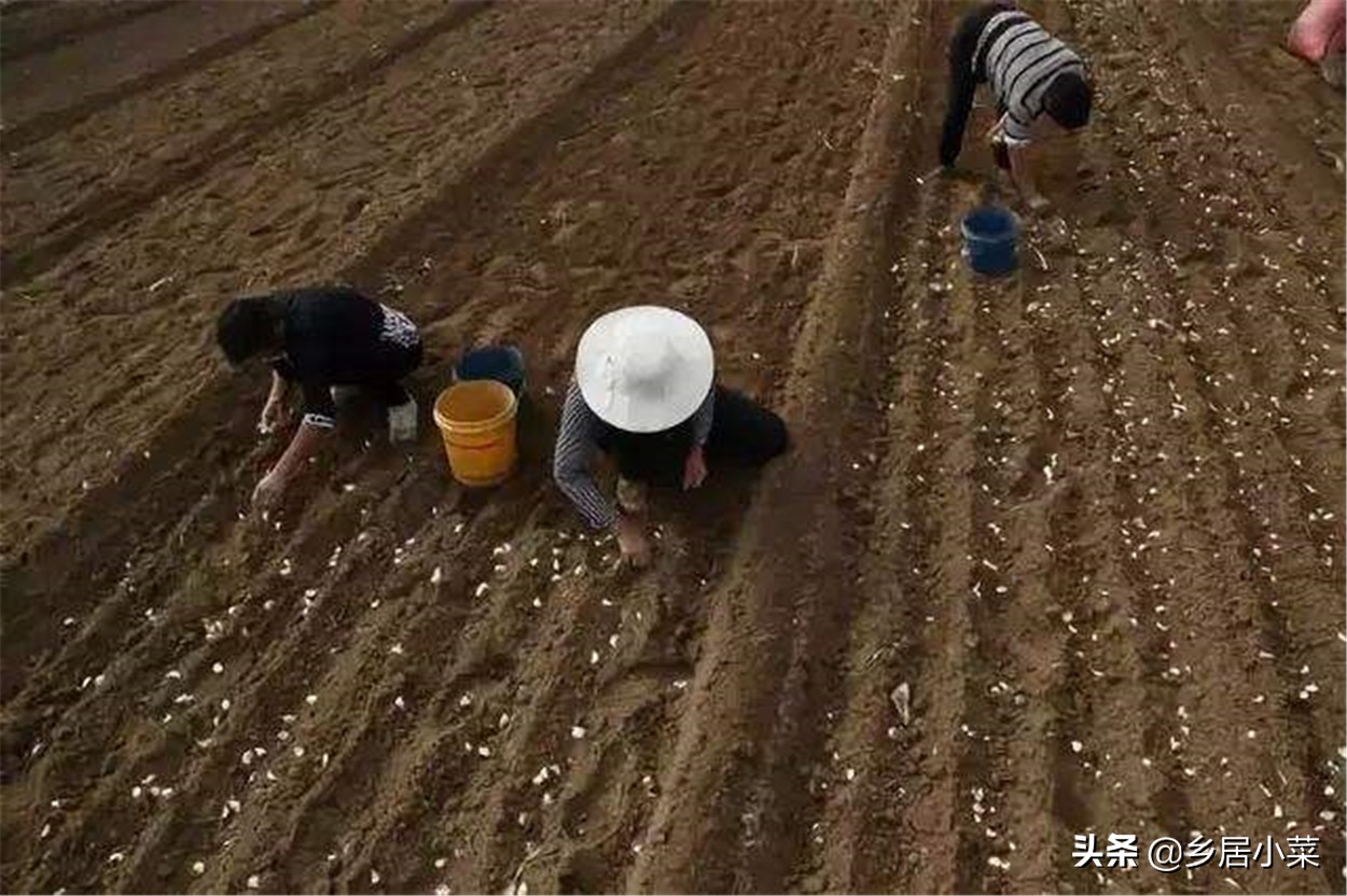 秋天种大蒜不出苗的原因,种植大蒜不生根怎么办