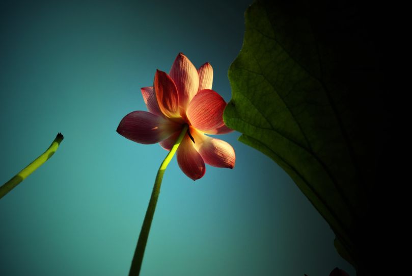 常德，那些惊艳夏日的荷花