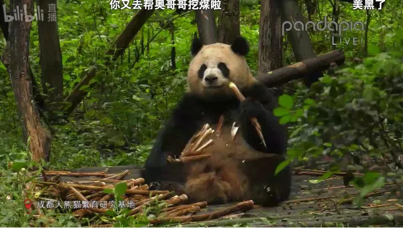 国宝带货直播,国宝直播带货