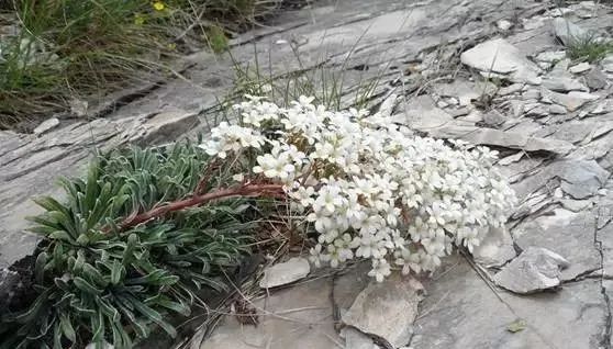 岩石花园景区,岩石园常用花卉