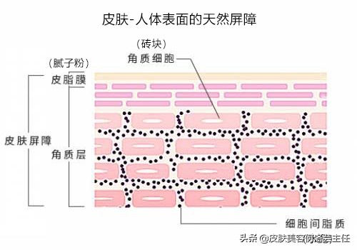 皮肤屏障受损可以吃什么药来修复,脸上皮肤屏障受损用什么护肤品好