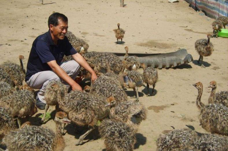 养殖鸵鸟致富,农村致富好帮手鸵鸟养殖