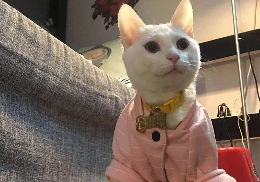 猫咪迟迟不怀孕怎么回事,猫咪死胎不出来怎么办