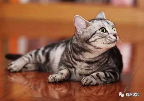 猫咪分娩前流出粉色粘液,猫咪分娩前兆是什么