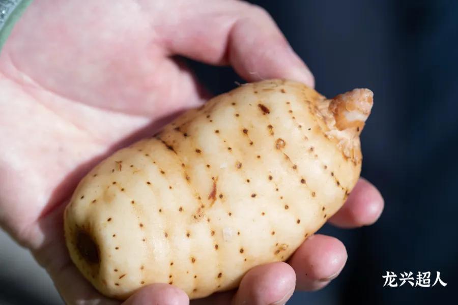 贵州道地药材天麻,道地药材天麻之乡