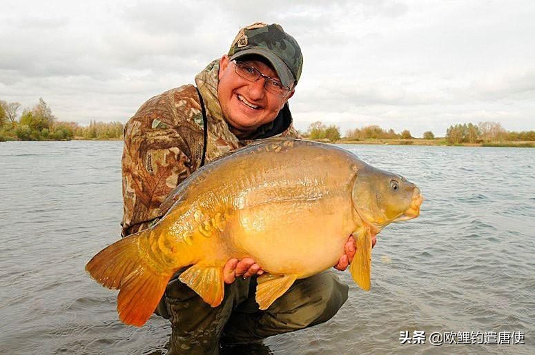 话说欧鲤钓最新消息,话说欧鲤钓鱼完整版