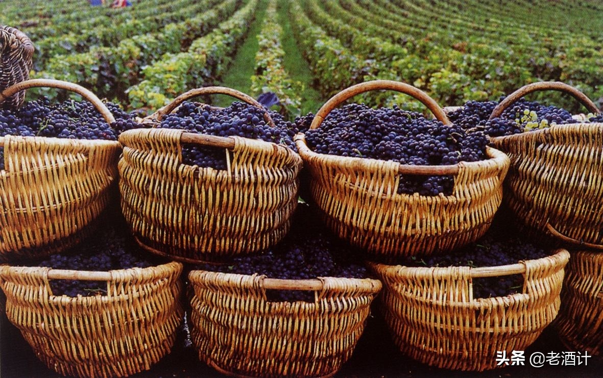 波尔多是西班牙著名的葡萄酒产区,法国葡萄酒波尔多产区