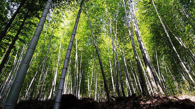 宜兴竹海山顶华南第一峰,宜兴华东第一竹海
