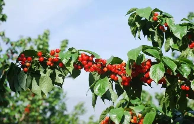 宁波横溪樱桃采摘,宁波周边樱桃采摘