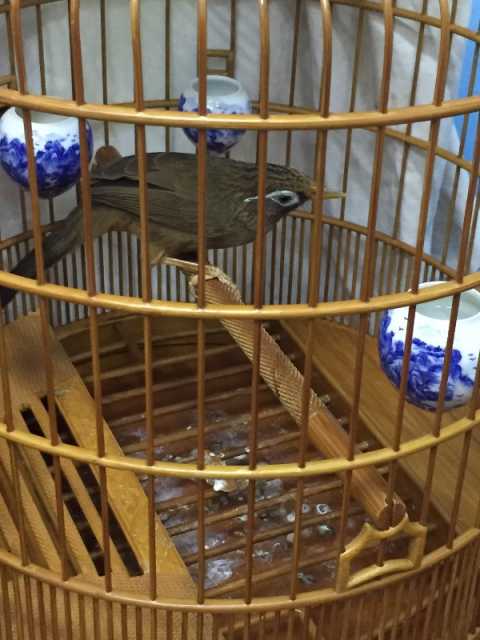 画眉鸟咬尾怎么治,画眉鸟受惊吓咬尾怎么办