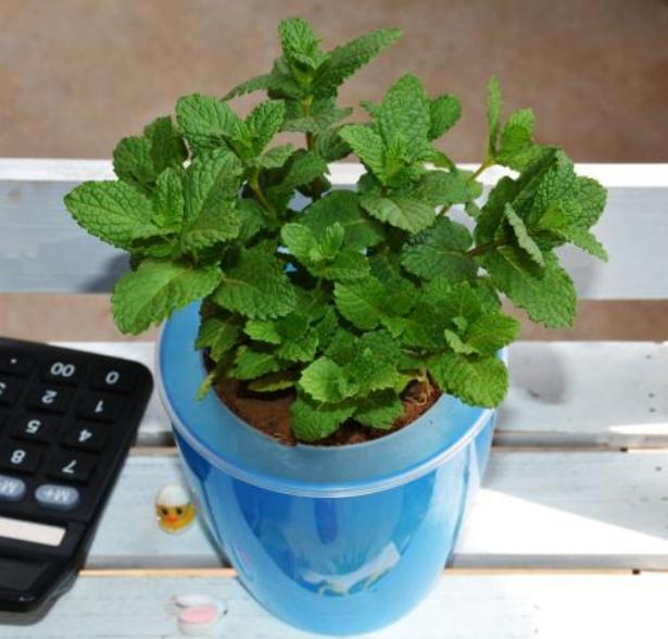 冬天薄荷出现干枯的黄叶怎么办,薄荷蔫了并有少许黄叶怎么补救