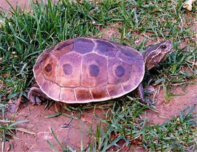 牢底坐穿系列,养一只就会坐牢,快看下你家有没有这些乌龟