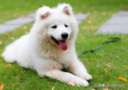 一身白萨摩耶,一身白毛的萨摩耶