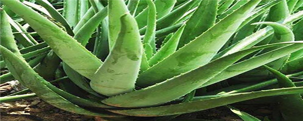 芦荟根部烂了怎么办用什么药,芦荟的根烂了怎么回事