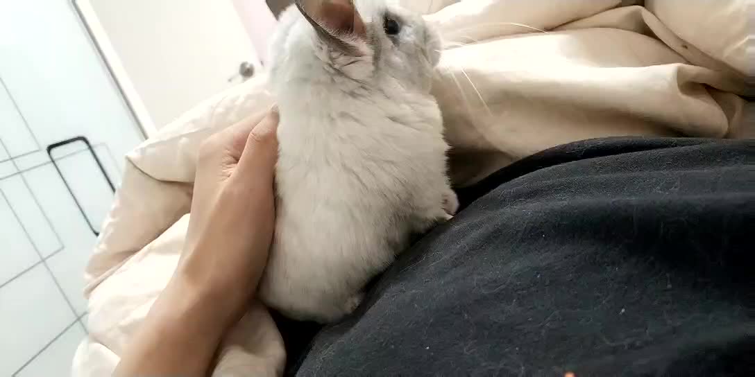 如何看出龙猫有疾病的表现,龙猫产后饲养注意事项