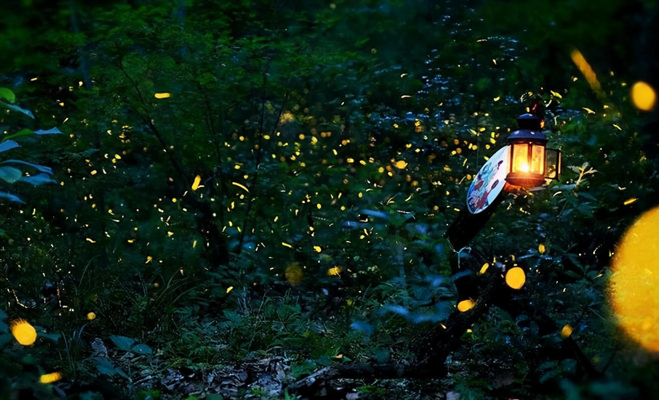 萤火虫的特殊发光物质是什么,萤火虫的闪光是怎么发出来的