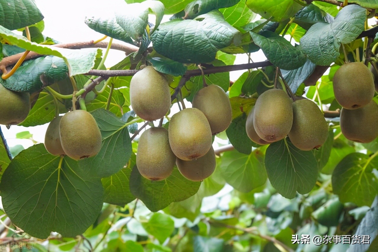 成都蒲江县人口分析,成都最穷的县蒲江县人口是多少