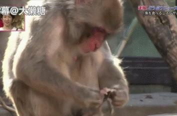 鏃ユ湰鐚村瓙鍚冮奔,鏃ユ湰鐚村瓙绉冨ご鍚冮潚鑺遍奔