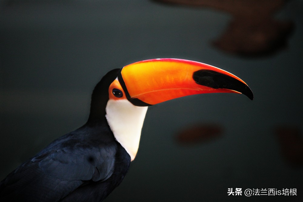 鸟嘴和人嘴有何不同,鸟喙和鸟嘴一样吗