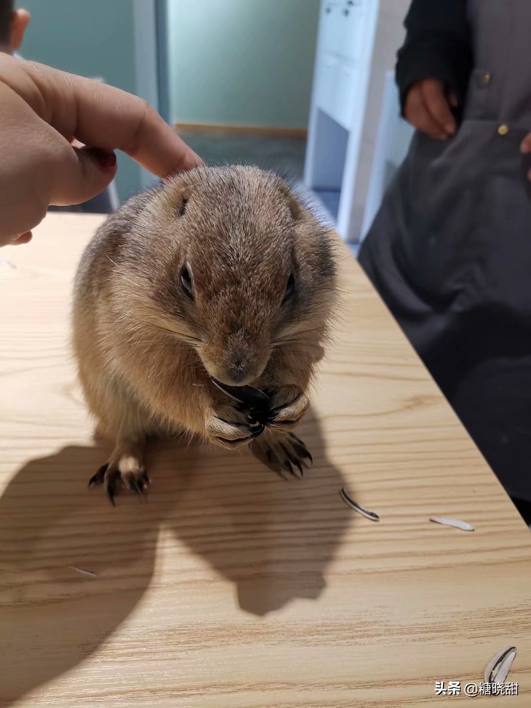 龙猫土拨鼠蜜袋鼯,龙猫真是太可爱了心都要被萌化了