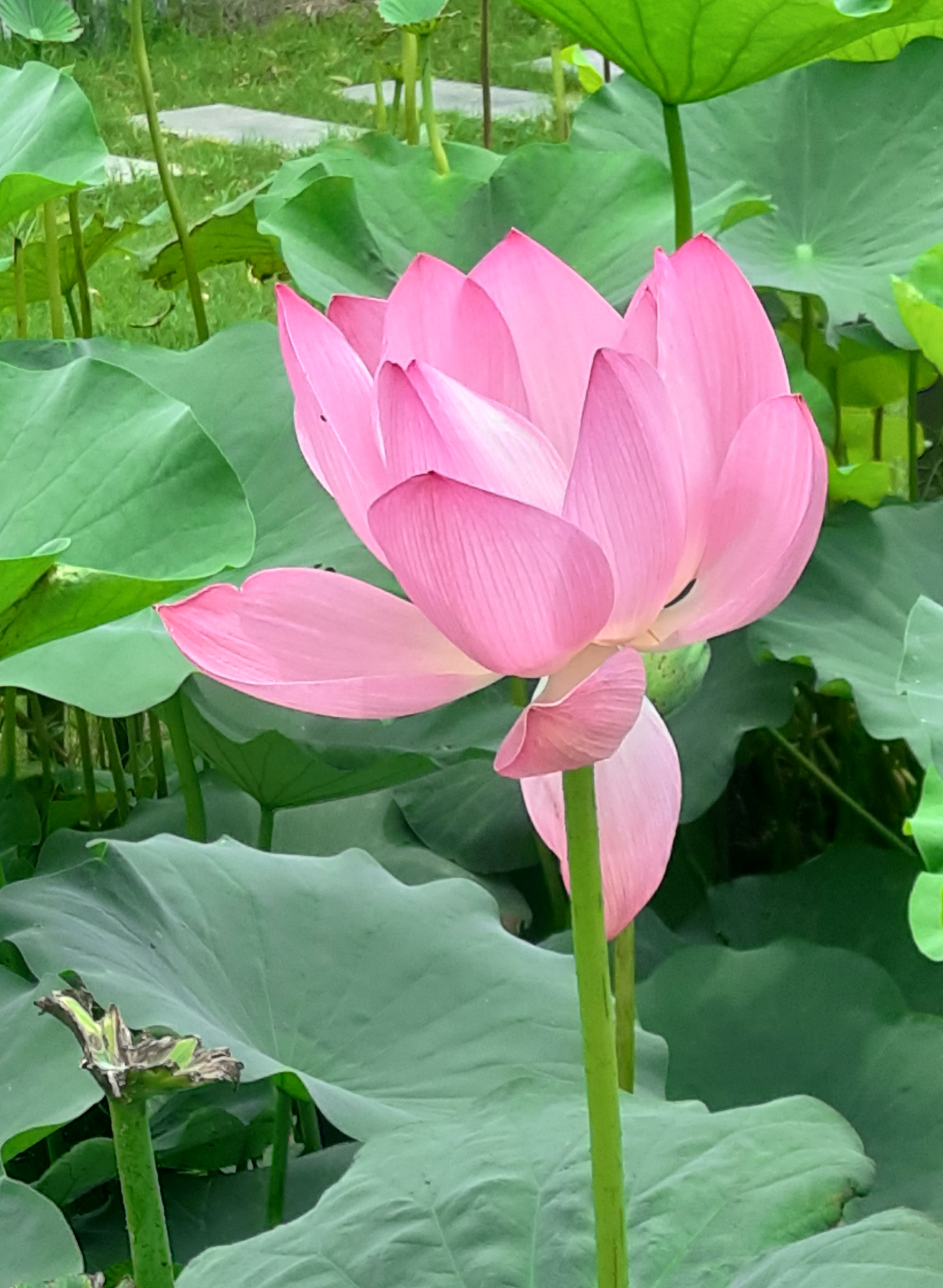 一一风荷举翻译,一一风荷举全诗