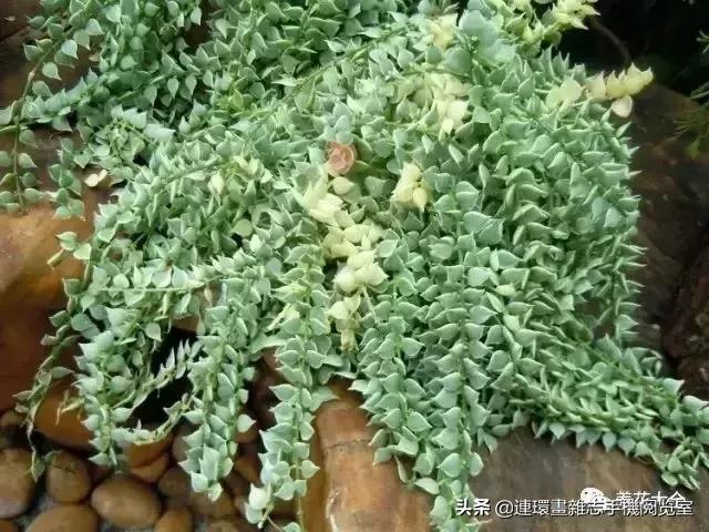 100种常见花卉植物图谱,100种花卉素描图谱