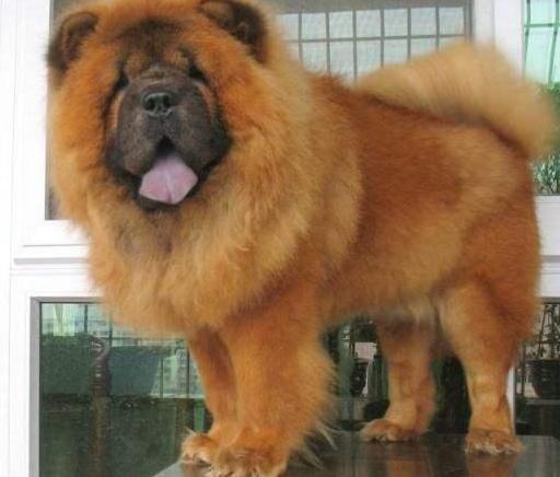 松狮犬有几种颜色,纯种松狮最大的特征