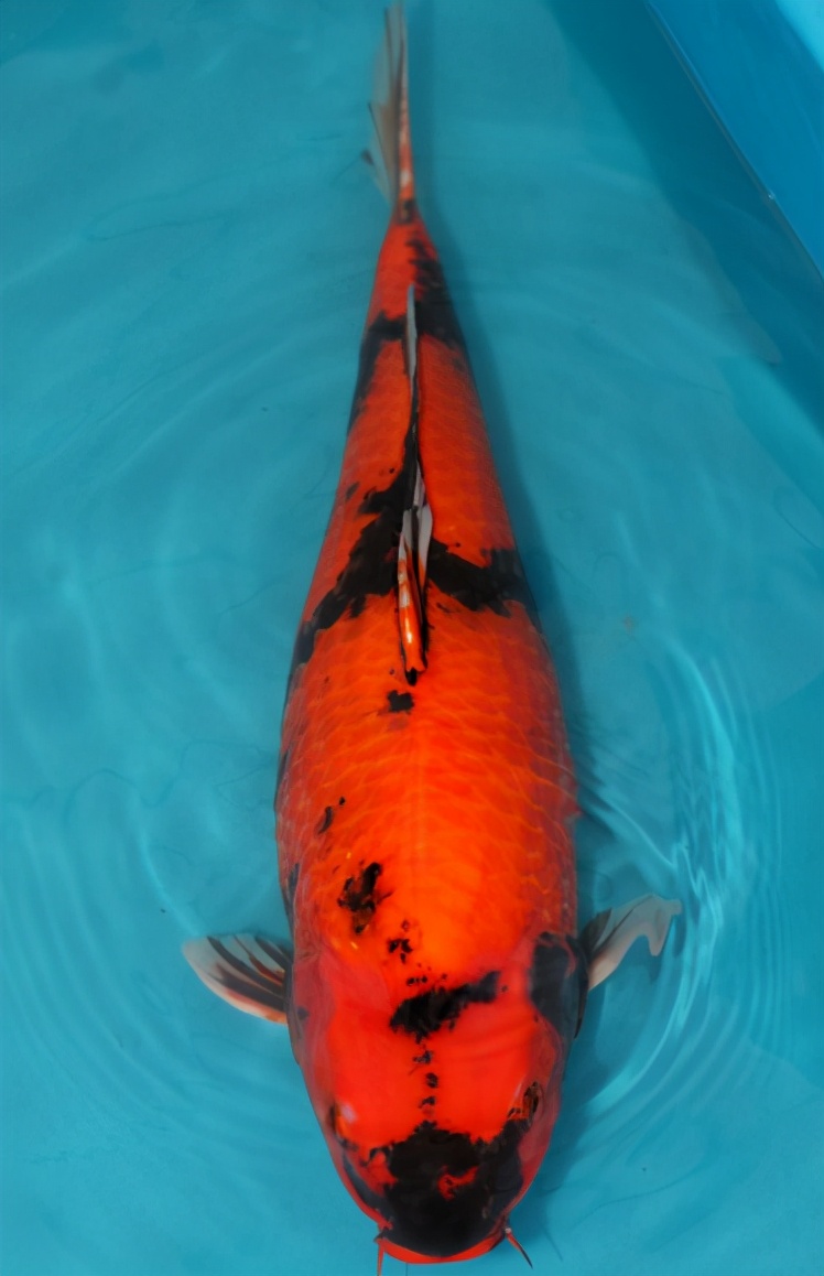 锦鲤的十三个大类名字叫什么,锦鲤十三鳞