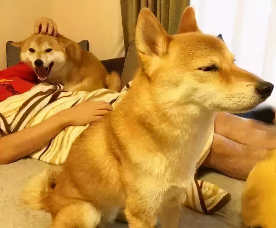 一直撸狗狗会怎么样,一直撸狗狗会烦吗