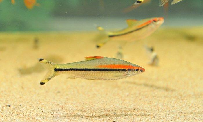 七彩神仙爱好者,野生七彩神仙开口