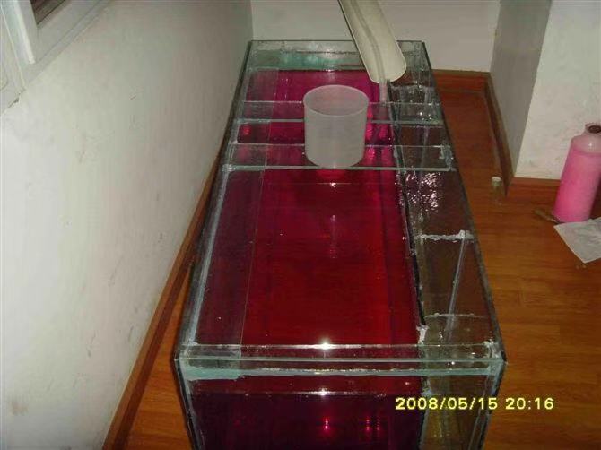 养鱼张哥最新视频,鱼缸怎么养锦鲤鱼最好