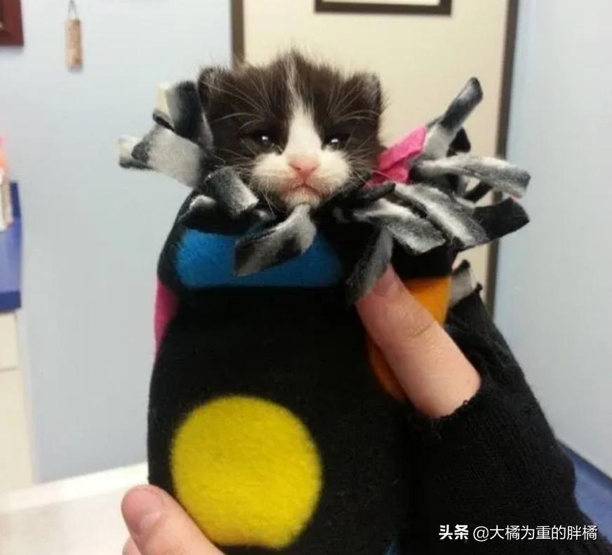 两只猫被收养后的幸福生活,两只流浪猫被收养后的幸福生活