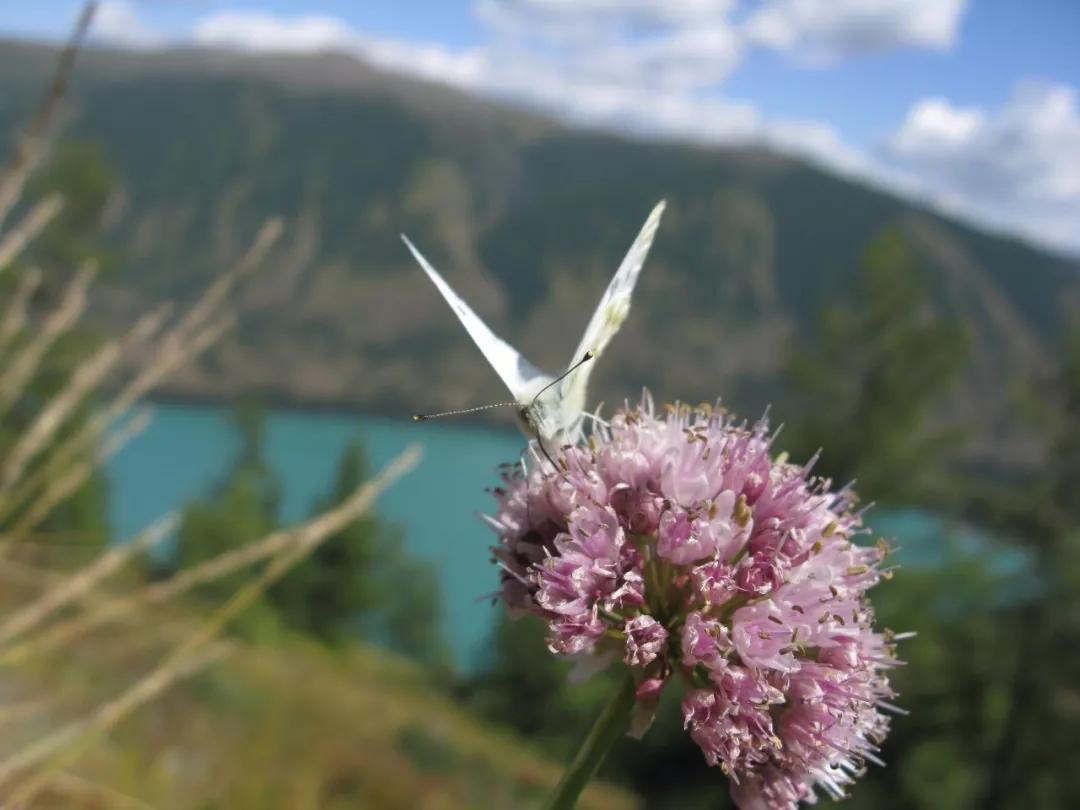 *疆新**的蝴蝶，惊世骇俗