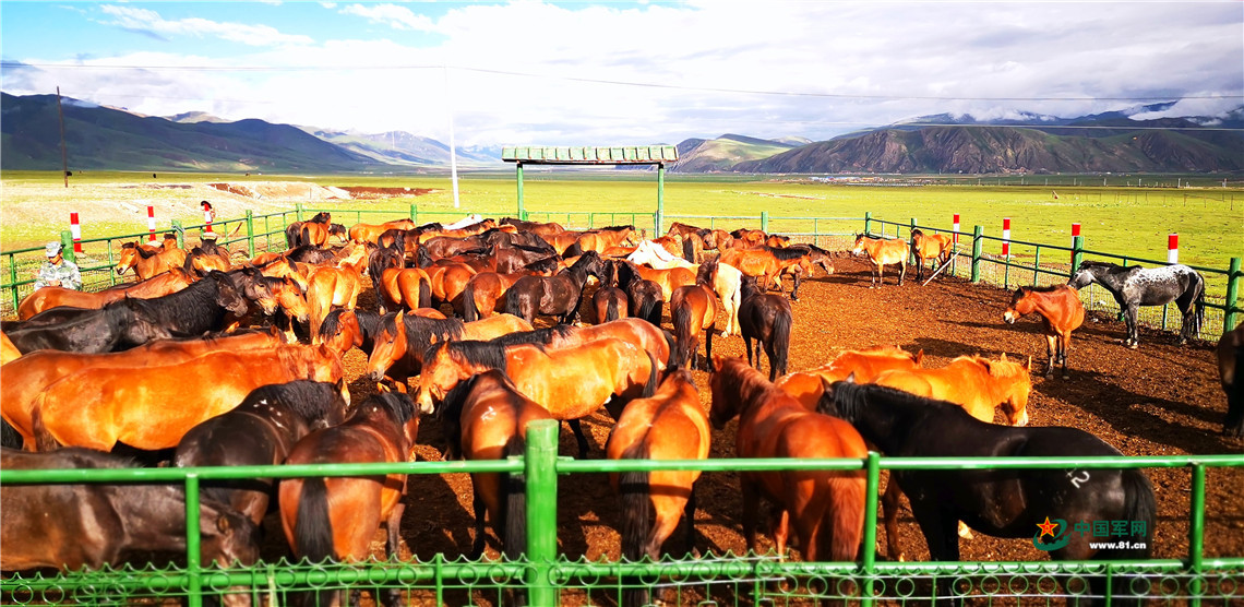 雪山见证，这是草原九班的“牧马青春”