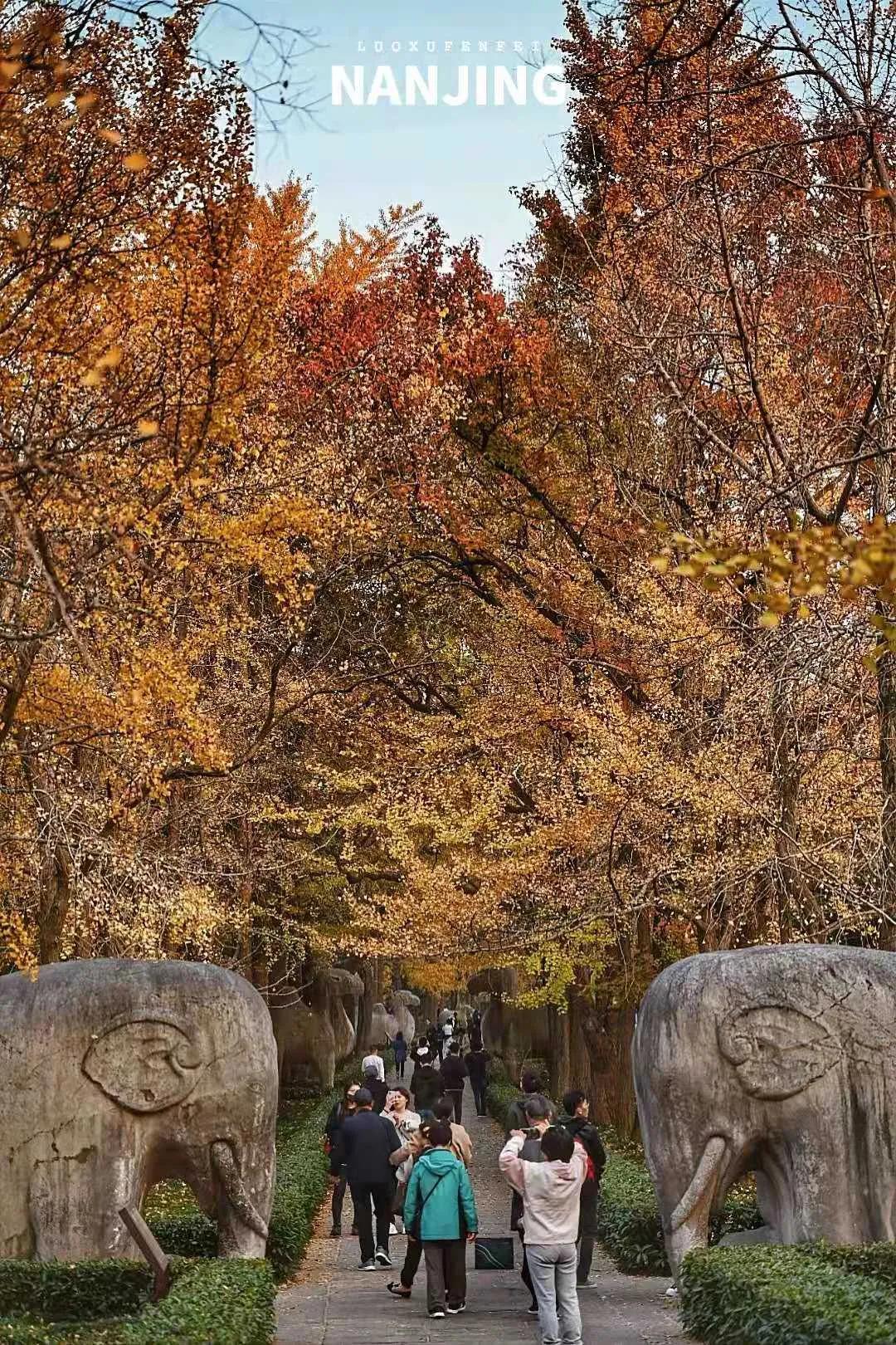 玩完南京去哪里玩景点推荐,南京钟山风景区秋天一日游攻略