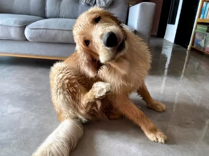 金毛把家淹了后续,金毛被阉