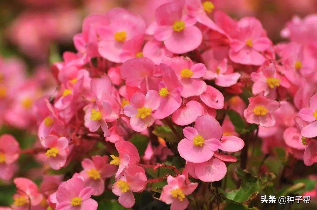 四季海棠每年什么时候发芽开花,四季海棠扦插苗为什么不开花