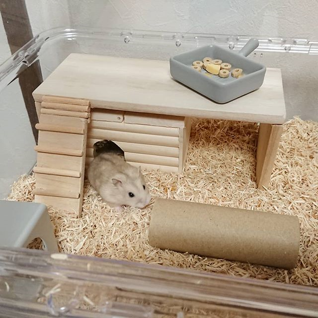 仓鼠到新环境一直咬笼子是怎么了,仓鼠突然很焦躁疯狂咬笼怎么了