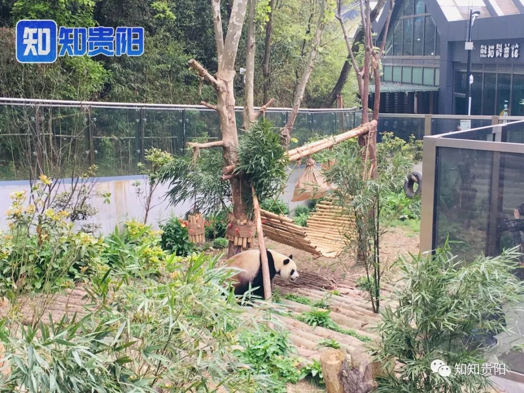 黔灵山公园熊猫馆五一节,贵阳市黔灵山公园熊猫馆开放时间