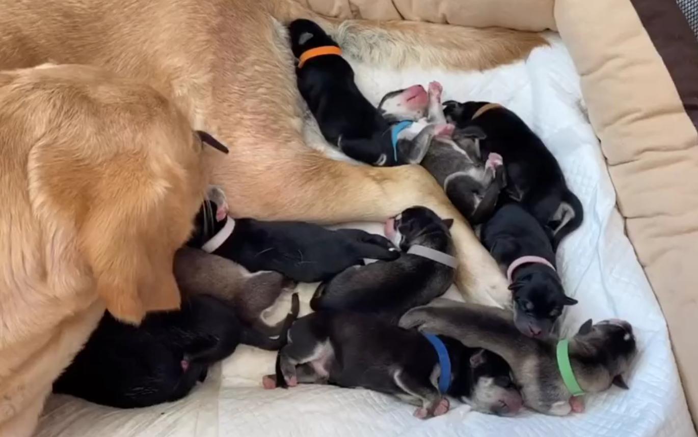 年度大戏，金毛：我媳妇生了，孩子是我弟弟哈士奇的