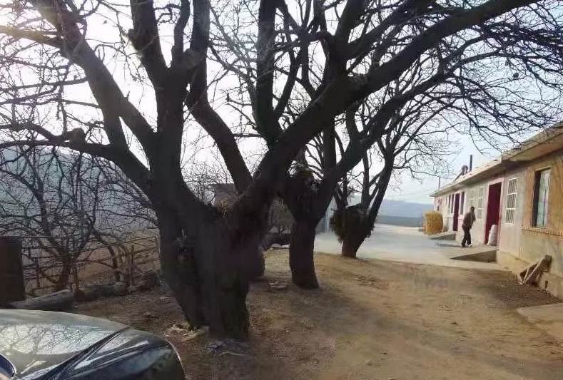 「社会扫描·村庄」莱阳榛子沟村探宝树