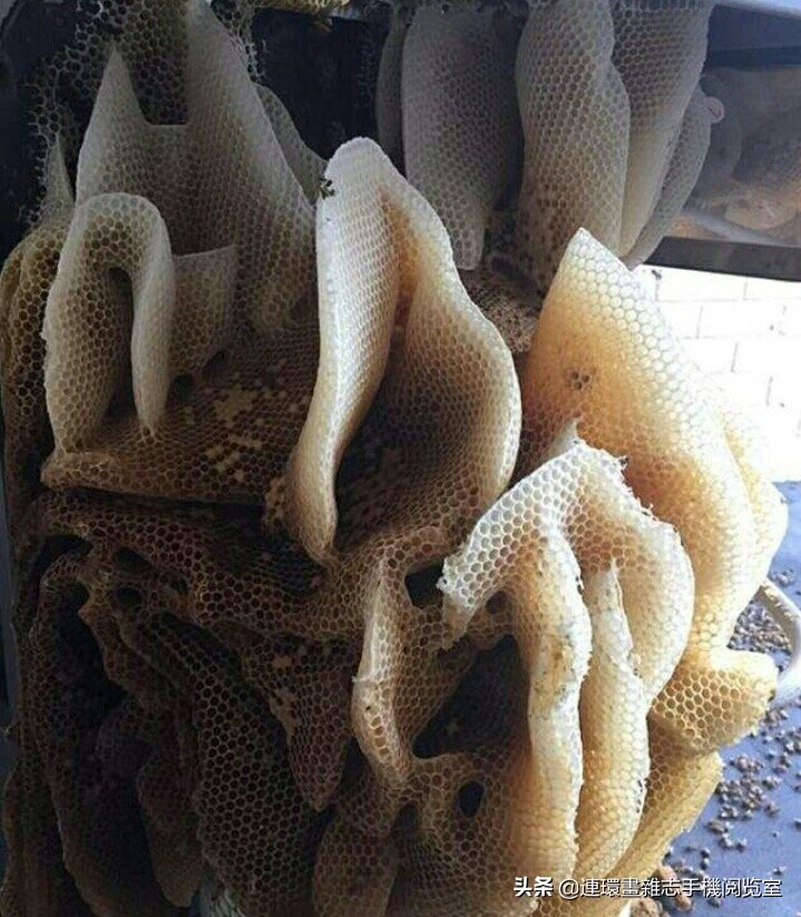 各式蜂巢,各种各样的蜂窝