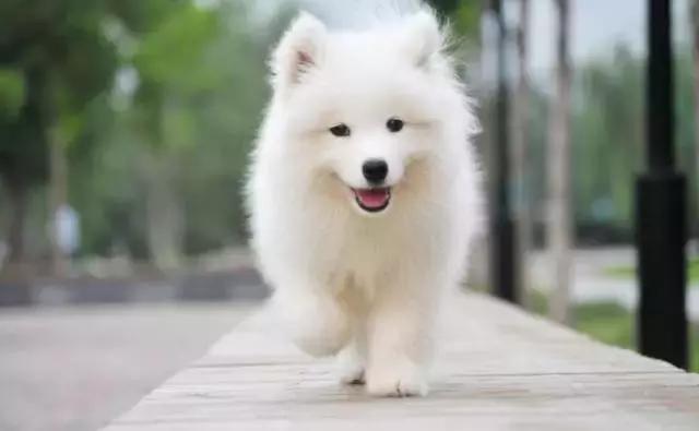 身价最高的狗,身价20亿的狗