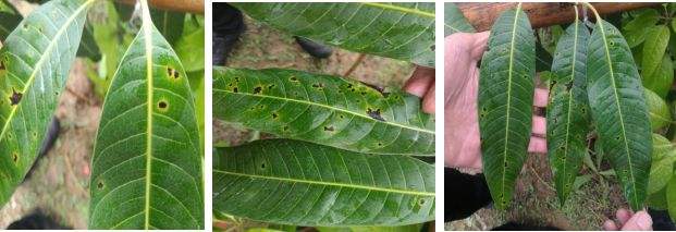 芒果角斑病用什么肥治,芒果角斑病要用什么药