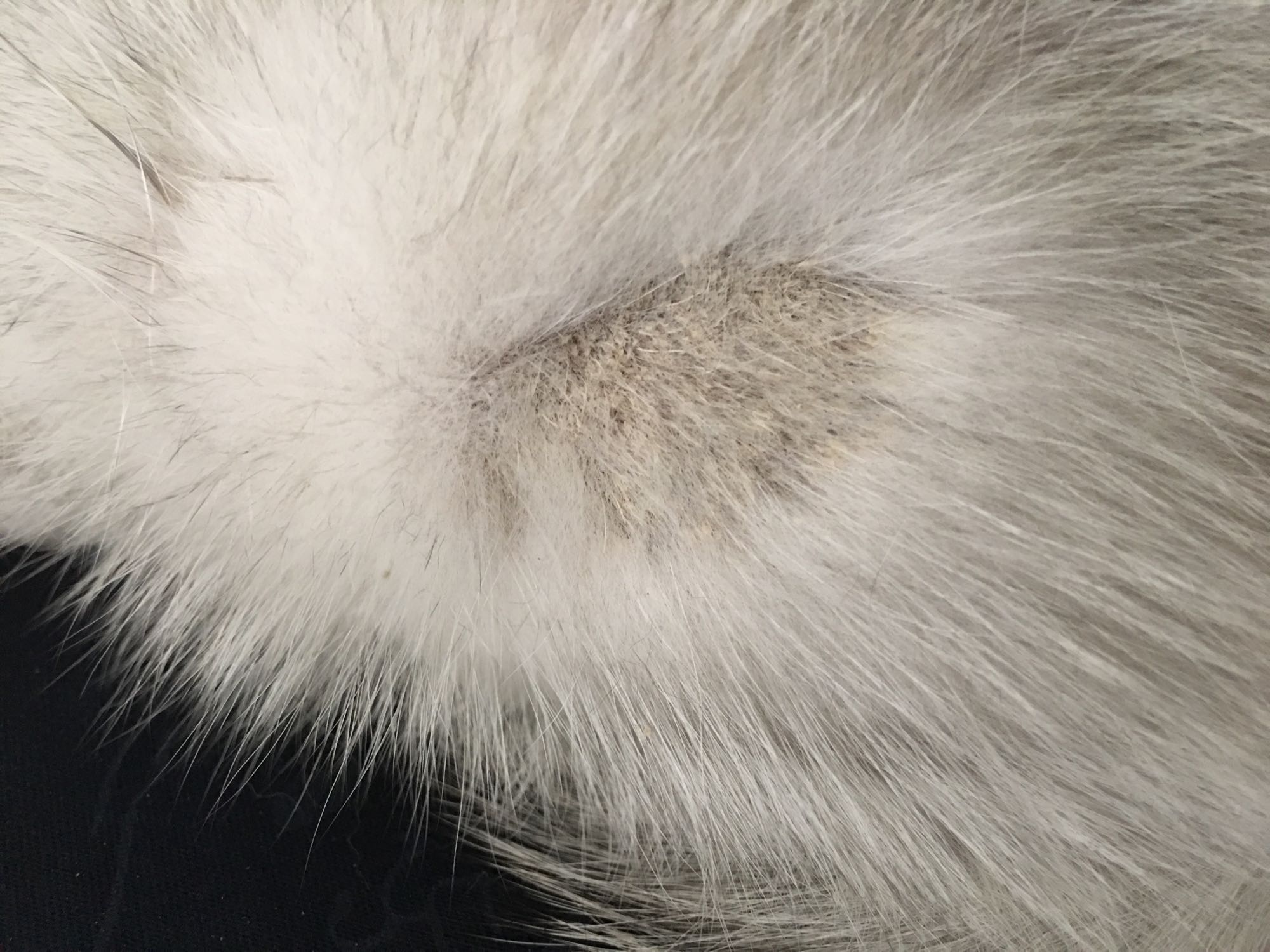 猫咪得了猫癣比较严重怎么办,猫咪得了猫癣能彻底治愈吗