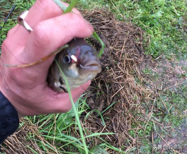 鱼钩单钩与双钩哪个中鱼率高,野钓双钩几号钩好用