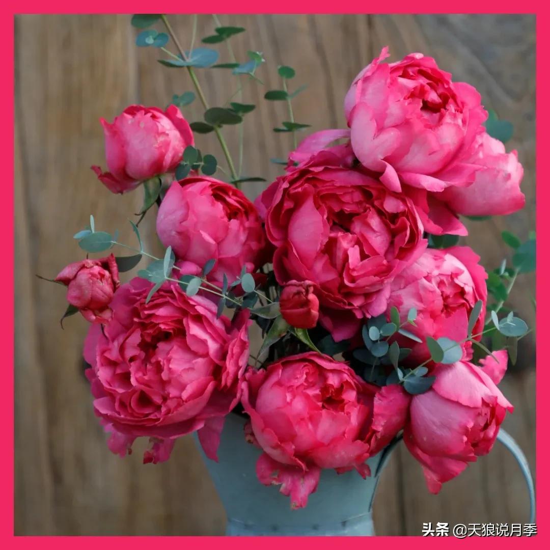 月季控对美的极致追求，尽在伊芙系列