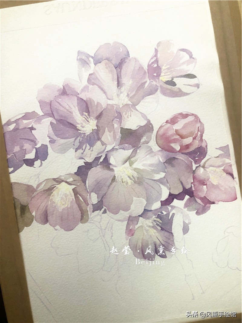 美丽的水彩樱花,水彩樱花图