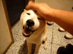 你会逗狗狗开心吗？这8件小事，主人做一件都能让它开心一整天