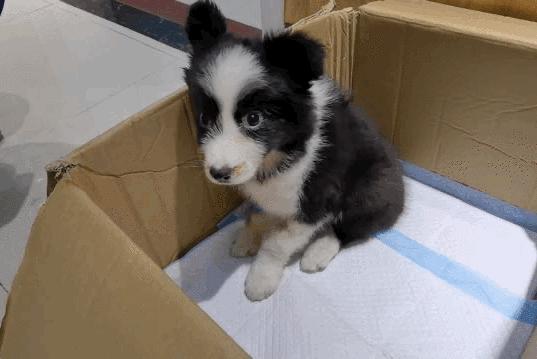 卡布：来自一只三个月大的边境牧羊犬，一封遗留在人间的草稿